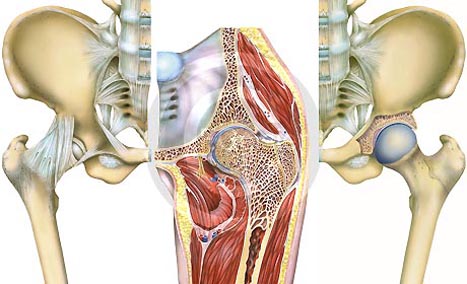 Orthopädie Skelett vom Hüftgelenk / Leiste mit Sehnen Frontal Stock Photo